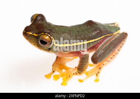 Boulenger's Tree Frog (Rhacophorus lateralis) auf weißem Hintergrund, Karnatka, Indien. Stockfoto