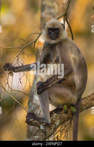 Getuftete graue Sprache (Semnopithecus priam) Nilgiri Biosphärenreservat, Karnataka, Indien. Stockfoto