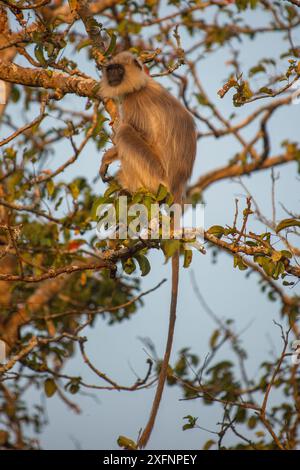 Getuftete graue Sprache (Semnopithecus priam) Nilgiri Biosphärenreservat, Karnataka, Indien. Stockfoto