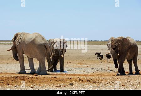 Drei Bullenelefanten stehen in der Afrikanischen Wüste mit Straußen im Hintergrund Stockfoto