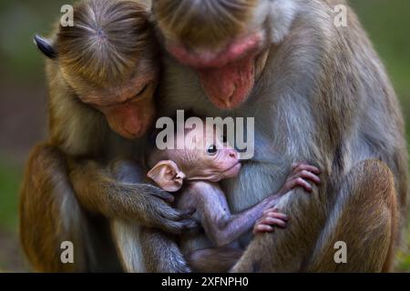 Makaken (Macaca sinica sinica) weiblich mit ihrem Baby und ihrer Jugendlichen Tochter. Polonnaruwa, Sri Lanka, Februar. Stockfoto