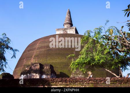 Makaken (Macaca sinica sinica), männlich, der zwischen antiken Ruinen sitzt. Polonnaruwa, Sri Lanka, Februar. Stockfoto