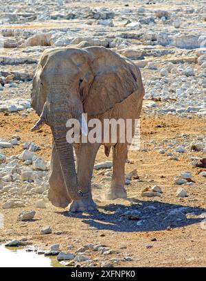 Ein einsamer afrikanischer Elefant, der durch das trockene, raue felsige Gelände im Etosha National Park spaziert Stockfoto