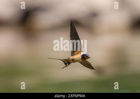 Amerikanische Rauchschwalbe (Hirundo rustica erythrogaster) im Flug fangen Insekten in den Gallatin River, Yellowstone National Park, Montana, August. Stockfoto