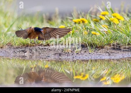 Amerikanische Scheunenschwalbe (Hirundo rustica erythrogaster) im Flug sammelt Schlamm, um Nest zu bauen, Yellowstone National Park, Montana, August. Stockfoto