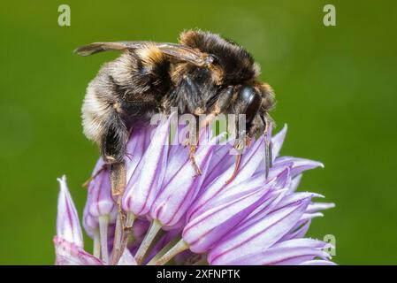 Baumhummel (Bombus hypnorum) dunkle Form, Fütterung an Schnittlauch (Allium schoenoprasum) Monmouthshire, Wales UK, Juni. Stockfoto