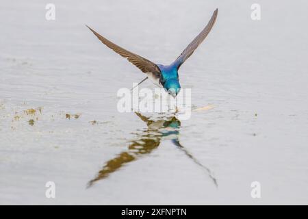 Baumschwalbe (Tachycineta bicolor) fliegende Insekten über dem Madison River, Montana, USA, Juni. Stockfoto