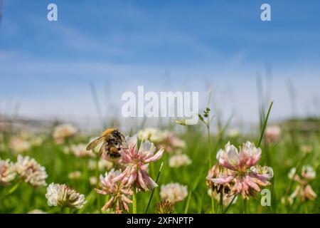 Gemeine Karderbummel (Bombus pascuorum) fliegt zu Klee (Trifolium) Blumen, Monmouthshire, Wales, UK, Juni. Stockfoto