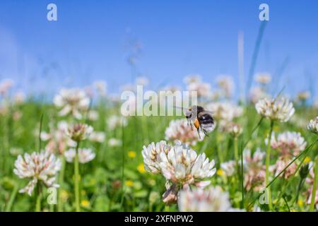 Buff-Schwanzhummel (Bombus terrestris), die zu Klee (Trifolium sp.) fliegen In der unbemählten Wiese, Monmouthshire, Wales, Großbritannien. Juni. Stockfoto