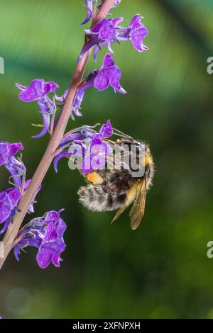 Arbeiter der Gartenhummel (Bombus hortorum) besucht im Juni Purple toadflax (Linaria purpurea) Monmouthshire, Wales, Vereinigtes Königreich. Stockfoto