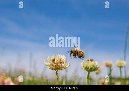 Gemeine Karderhummel (Bombus pascuorum) Klee (Trifolium) Blüte auf ungemähtem Rasen, Monmouthshire, Wales, Vereinigtes Königreich. Juni. Stockfoto