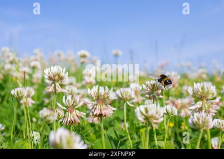 Buff-Schwanzhummel (Bombus terrestris), die zu Klee (Trifolium sp.) fliegen Blumen, auf unbemähtem Rasen, Monmouthshire, Wales, Vereinigtes Königreich, Juni. Stockfoto