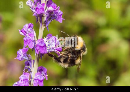 Arbeiter der Gartenhummel (Bombus hortorum) besucht im Juni Purple toadflax (Linaria purpurea) Monmouthshire, Wales, Vereinigtes Königreich. Stockfoto