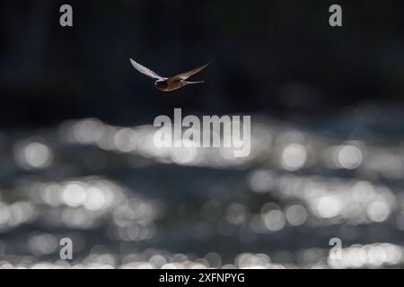 Amerikanische Rauchschwalbe (Hirundo rustica erythrogaster) im Flug fangen Insekten in den Gallatin River, Yellowstone National Park, Montana, August. Stockfoto