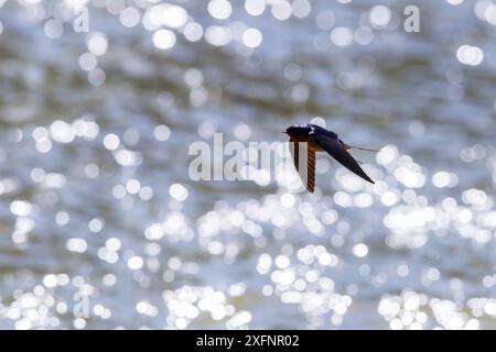 Amerikanische Rauchschwalbe (Hirundo rustica erythrogaster) im Flug fangen Insekten in den Gallatin River, Yellowstone National Park, Montana, August. Stockfoto