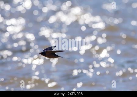 Amerikanische Rauchschwalbe (Hirundo rustica erythrogaster) im Flug fangen Insekten in den Gallatin River, Yellowstone National Park, Montana, August. Stockfoto