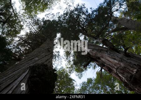 Blick auf den Stamm der Alerce-Bäume (Fitzroya cupressoides). Los Alerces Nationalpark UNESCO-Weltkulturerbe, Argentinien. Stockfoto