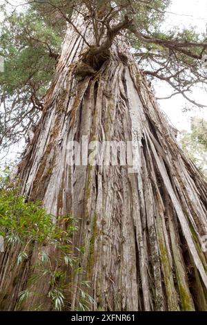 Blick auf den Stamm des Alerce-Baumes (Fitzroya cupressoides). Los Alerces Nationalpark UNESCO-Weltkulturerbe, Argentinien. Stockfoto
