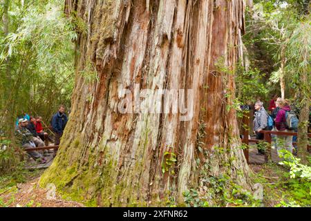 Basisstamm des Alerce-Baumes (Fitzroya cupressoides). Los Alerces Nationalpark UNESCO-Weltkulturerbe, Argentinien. Stockfoto