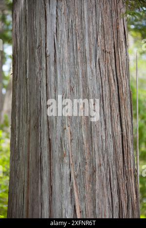 Stamm des Alerce-Baumes (Fitzroya cupressoides). Los Alerces Nationalpark UNESCO-Weltkulturerbe, Argentinien. Stockfoto