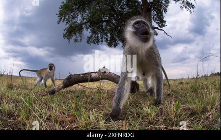 Rottieraffe (Cercopithecus aethiops) beobachtet mit Neugier. Aufgenommen mit einer ferngesteuerten Kamera, die vom Fotografen gesteuert wird. Maasai Mara National Reserve, Kenia. August. Stockfoto