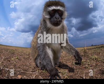 Der Rottieraffe (Cercopithecus aethiops) nähert sich neugierig der Fernkamera. Aufgenommen mit einer ferngesteuerten Kamera, die vom Fotografen gesteuert wird. Maasai Mara National Reserve, Kenia. August. Stockfoto