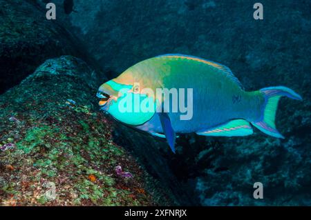 Greenthroat oder Singapur Papageienfische (Scarus prasiognathos), männliche Endweide auf algenbedeckten Korallenblöcken, Andamanensee, Thailand. Dezember. Stockfoto