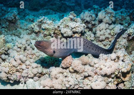 Riesenmoränen (Gymnothorax javaniucus) jagen über Korallenriffen im Roten Meer, Ägypten. Januar. Stockfoto