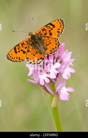 Gefleckter fritillärer Schmetterling (Melitaea didyma) auf Pyramidenorchidee (Anacamptis pyramidalis), Vaucluse, Frankreich, Mai. Stockfoto