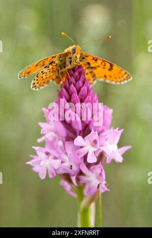 Gefleckter Fritillär-Schmetterling (Melitaea didyma) auf Pyramidenblüte (Anacamptis pyramidalis), Vaucluse, Frankreich, Mai. Stockfoto