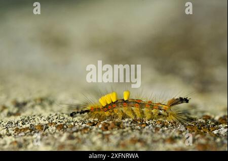 Gemeine Dampfmotte raupe (Orgyia antiqua) on Ground, seine et Marne, Frankreich, Juli. Stockfoto