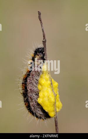 Schwarzer geäderter weißer Schmetterling (Aporia crataegi) caterpillar, Hautes-Alpes, Frankreich, April. Stockfoto