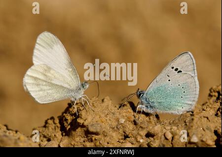 Grüner blauer Schmetterling (Glaucopsyche alexis) und weißer Holzfalter (Leptidea sinapis) Puddling, Grands Causses Regional Natural Park, Frankreich, Mai. Stockfoto