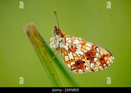 Kleiner, mit Perlen umrandeter fritillarischer Schmetterling (Clossiana / Boloria selene), Vogesen Ballons Regional Park, Frankreich, Juni. Stockfoto