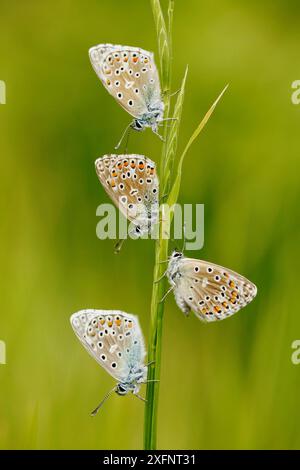 Adonis-blaue Schmetterlinge (Polyommatus bellargus) Gruppe von vier, La Brenne Regional Natural Park, Frankreich, Mai. Stockfoto