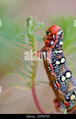 Spurge Hawkmoth caterpillar (Hyles euphorbiae) Spurge (Euphorbia sp.), Loiret, Frankreich, September. Stockfoto