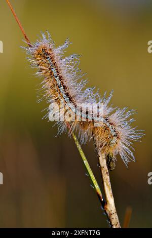 Gemahlener Lakey Moth (Malacosoma castrense) caterpillar, Herault, Frankreich, Mai. Stockfoto