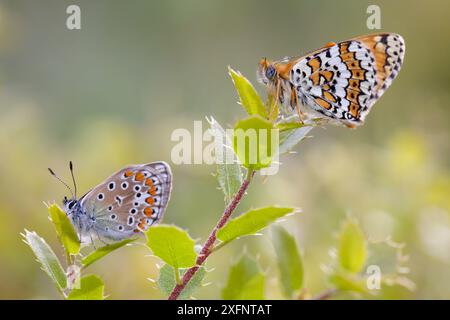 Blauer Schmetterling (Polyommatus icarus) und Glanville Fritillary Schmetterling (Melitaea cinxia), Var, Frankreich, Mai. Stockfoto