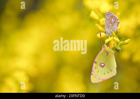 Adonis blue butterfly (Lysandra bellargus) und Berger getrübt gelben Schmetterling (Colias Alfacariensis), Hautes-Alpes, Frankreich, Mai. Stockfoto