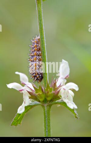 Raupenlarve von Wiese / gefleckter Fritillary Butterfly (Melitaea didyma), Alpes-Maritimes, Frankreich, Juni. Stockfoto