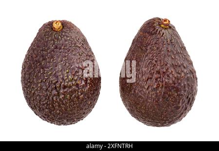 hass Avocado Pfad isoliert auf weiß Stockfoto