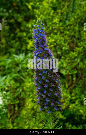 Echium Candicans-stolz von Madeira lila Blumen Stockfoto