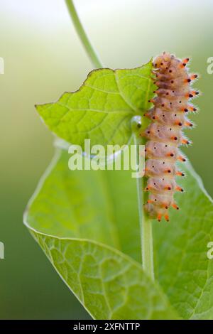 Südlicher Festoon Schmetterling caterpillar (Zerynthia polyxena), Gard, Frankreich, Mai. Stockfoto