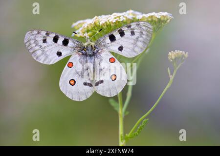 Apollo-Schmetterling (Parnassius apollo) auf Umbilifer-Blüte, Hautes-Alpes, Frankreich, Juli. Stockfoto