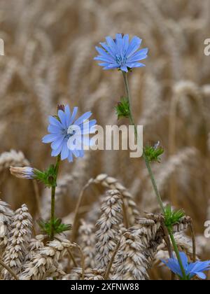 Chicorée (Cichorium intybus), der auf einer Landzunge angebaut wird England, Vereinigtes Königreich. Stockfoto