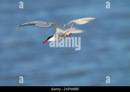 Seeschwalbe (Sterna hirundo) im Flug, Titchwell RSPB Reserve Norfolk, England, Großbritannien, Mai. Stockfoto