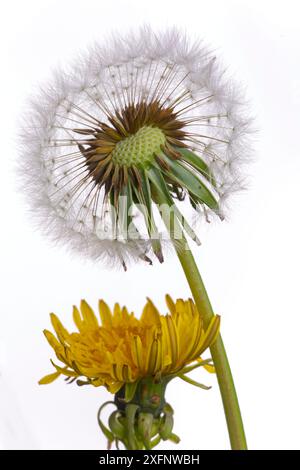 Löwenzahn (Taxaxacum officinale) Samenkopf und Blüten. England, Großbritannien. Stockfoto