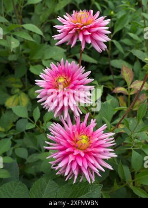 Dahlia 'Catherine Ireland' Blume im Garten. England, Großbritannien. Stockfoto