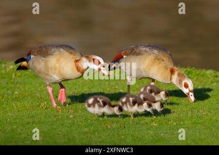 Ägyptische Gans (Alopochen aegyptiacus) Paar mit Gänsen England, Großbritannien. Stockfoto