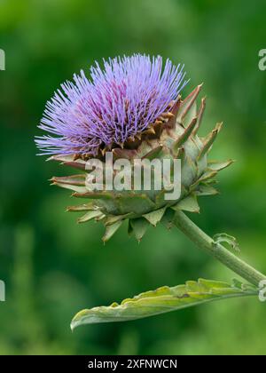 Globus Artischocke / Cardoon Thistle (Cynara cardunculus) Blüte. England, Großbritannien. Stockfoto